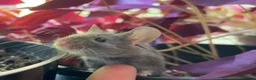 Mouse rodents for sale: 5 young mice and enclosure for sale - Advert 3