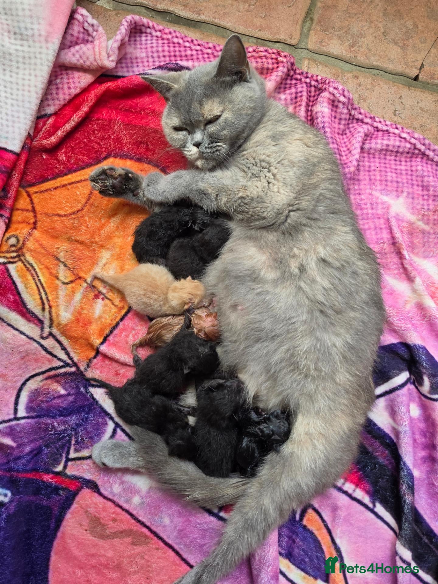 British Shorthair cats Kittens for sale - Advert 1