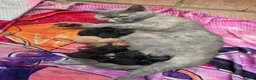 British Shorthair cats for sale: Kittens for sale - Advert 1