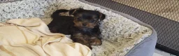 Yorkshire Terrier dogs for sale: Yorkshire Terrier puppies  from Licensed Breeder  - Advert 25