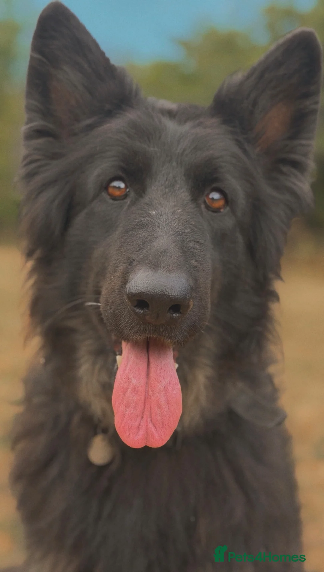 German Shepherd dogs for sale: Female German shepherd looking for forever home  - Advert 2