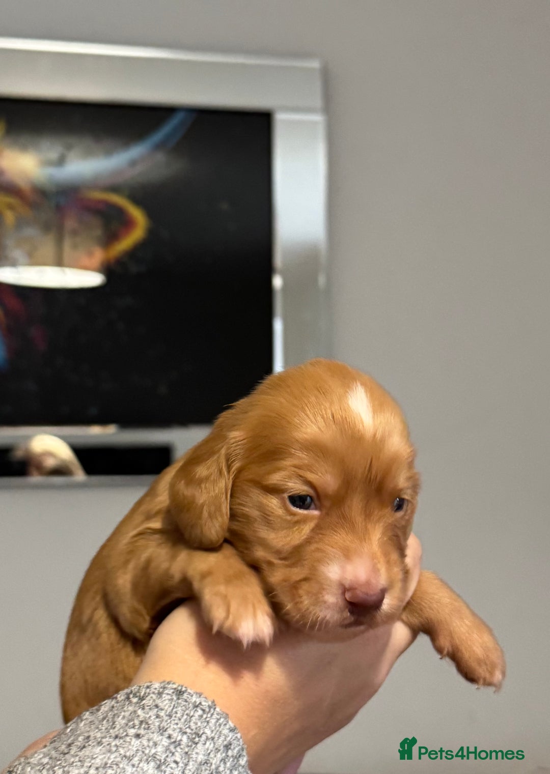 Cocker Spaniel dogs for sale: Red Cocker Spaniel Puppies - Image 29