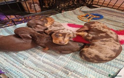 Miniature Dachshund dogs for sale: Miniature Dachshund Pups - Image 19