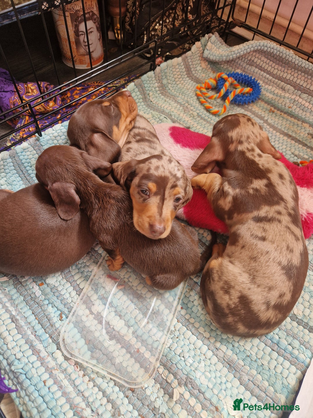 Miniature Dachshund dogs for sale: Miniature Dachshund Pups - Image 19