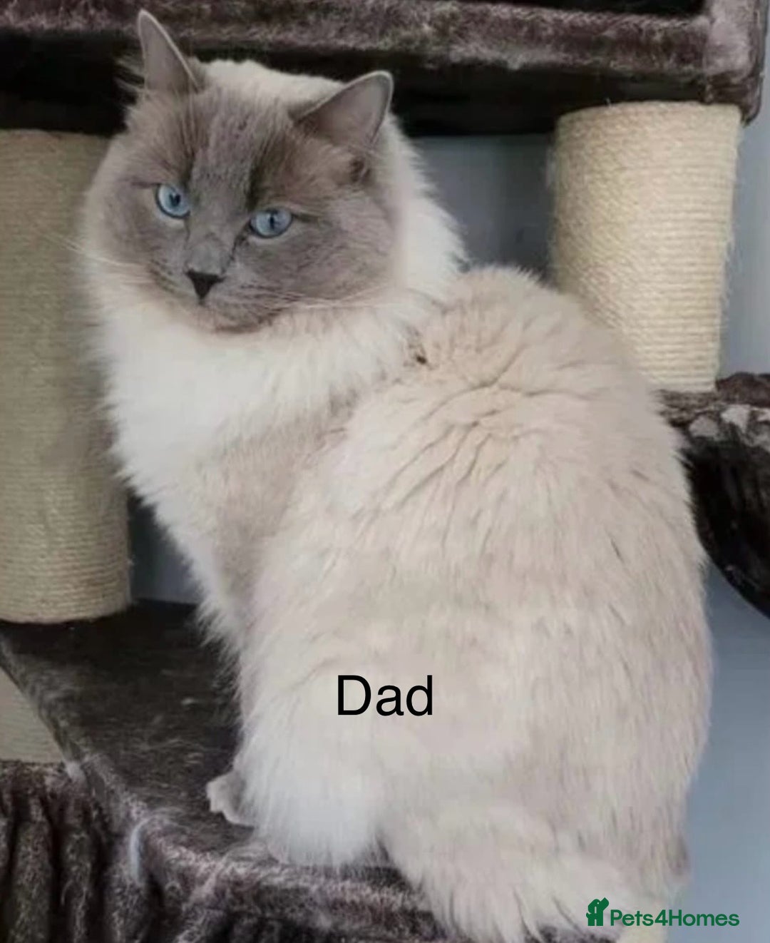 Ragdoll cats for sale: 3 Left! Gorgous blue point girls available🐾 - Image 10
