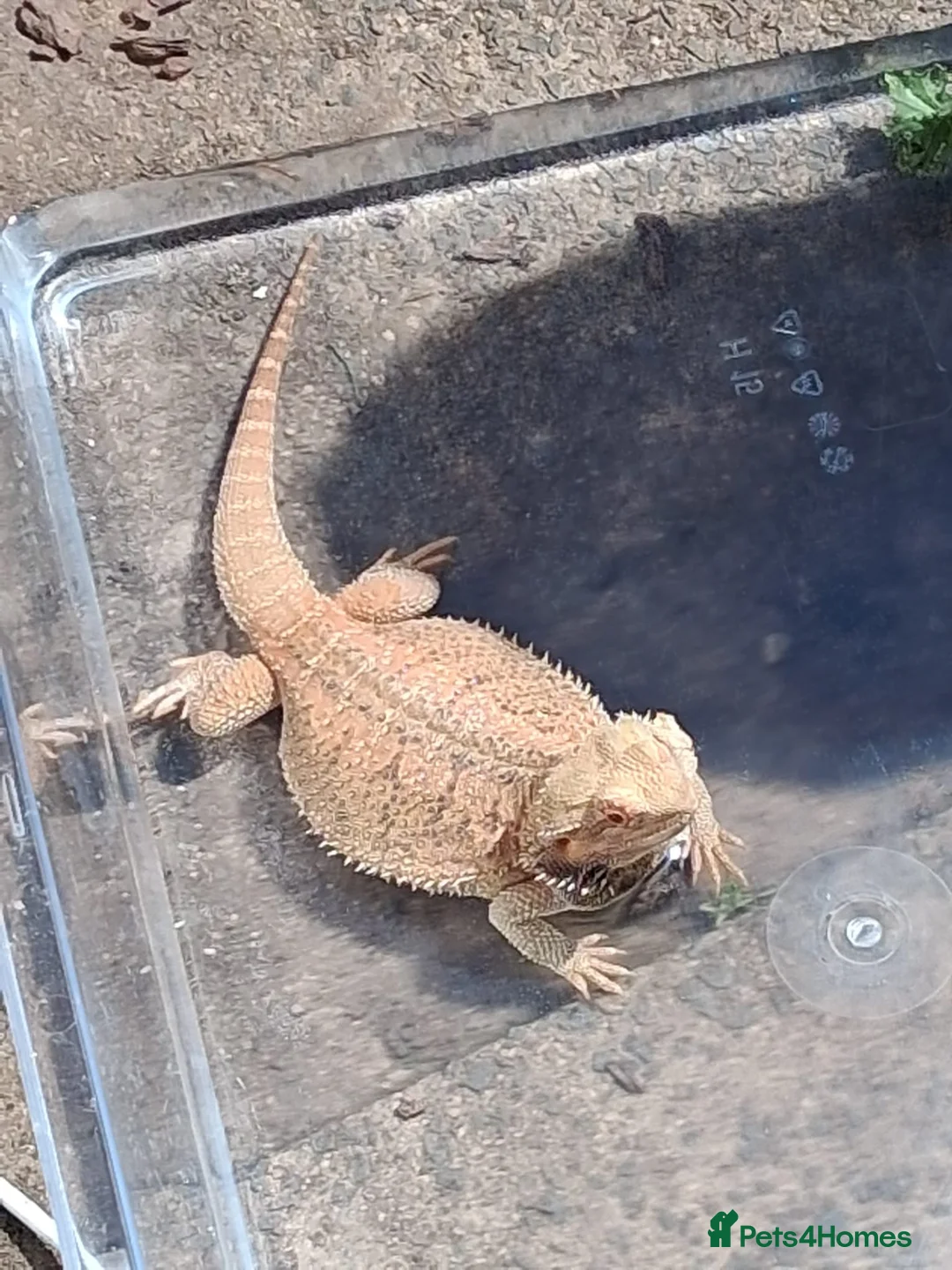 Bearded Dragon reptiles for sale: Bearded dragon  - Advert 2