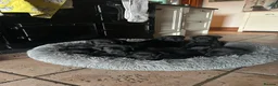 Labrador Retriever dogs for sale: Pedigree Black Labrador Puppies - Advert 5