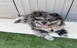 Chow Chow dogs for sale: Chow chow merle  - Image 1