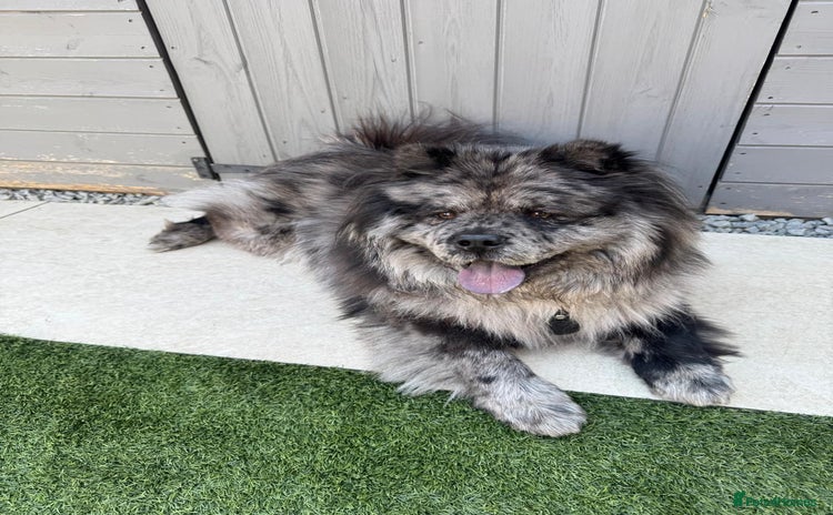 Chow Chow dogs - Advert 1
