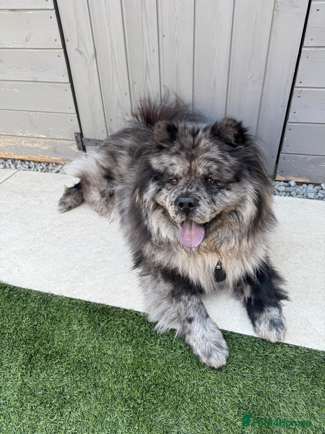 Chow Chow dogs for sale: Chow chow merle  - Image 1