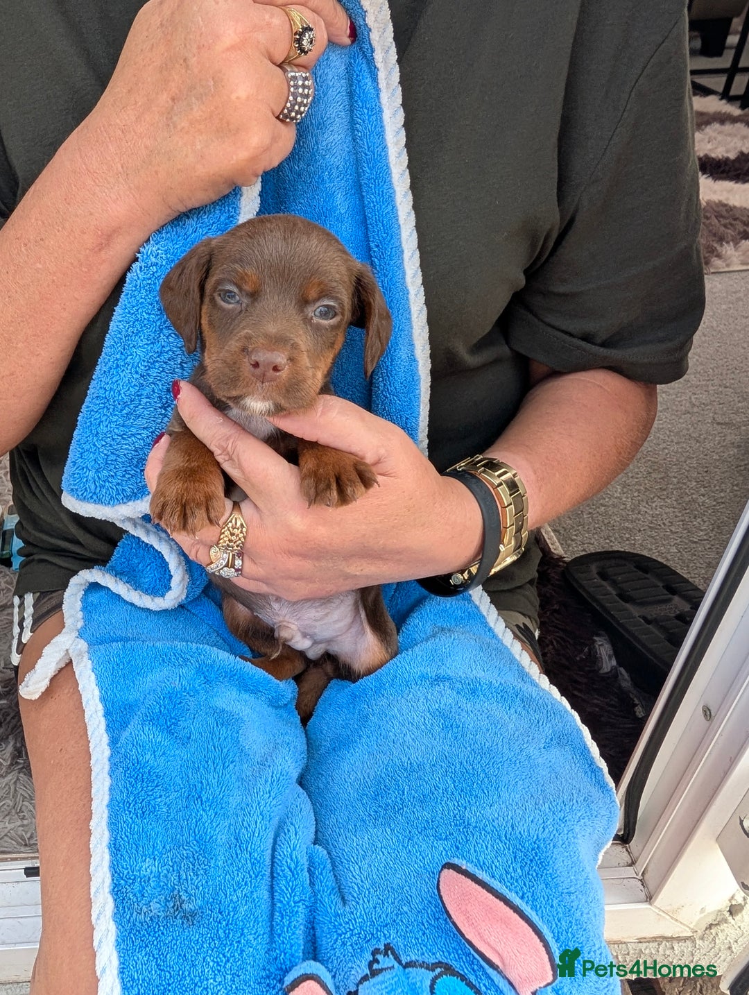 Mixed Breed dogs for sale: Small Jack Russell X Cocker Spaniel Puppies  - Image 6