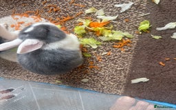 Mixed Breed rabbits for sale: Mixed breed - Image 2