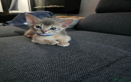 Abyssinian cats for sale: Abyssinian kittens for sale - Image 10