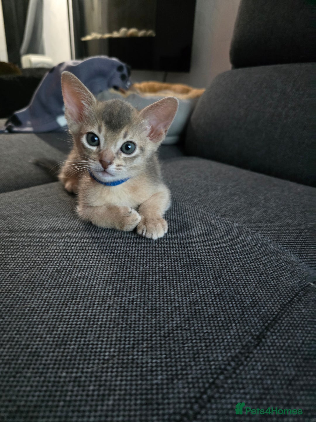 Abyssinian cats for sale: Abyssinian kittens for sale - Image 10
