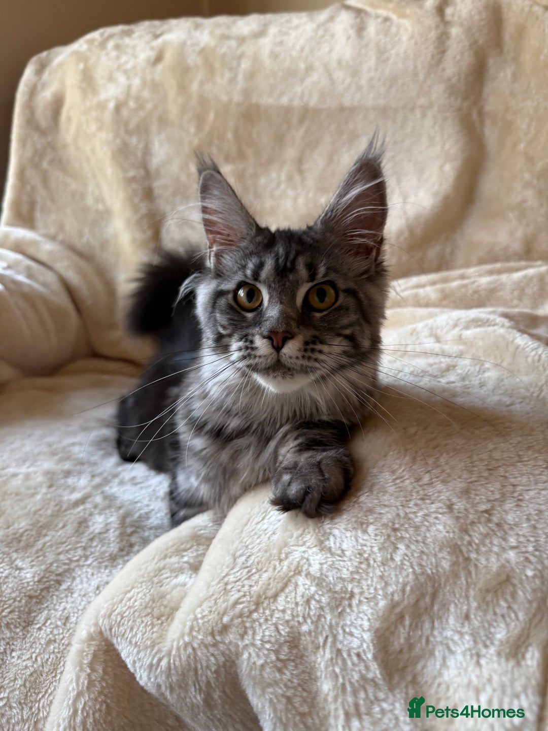 Maine Coon cats for sale: Pedigree GCCF Russian Import line Maine Coons - Advert 19