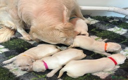 Golden Retriever dogs for sale: Chunky, cream pups - Image 13