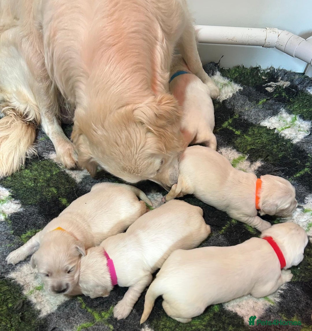 Golden Retriever dogs for sale: Chunky, cream pups - Image 13