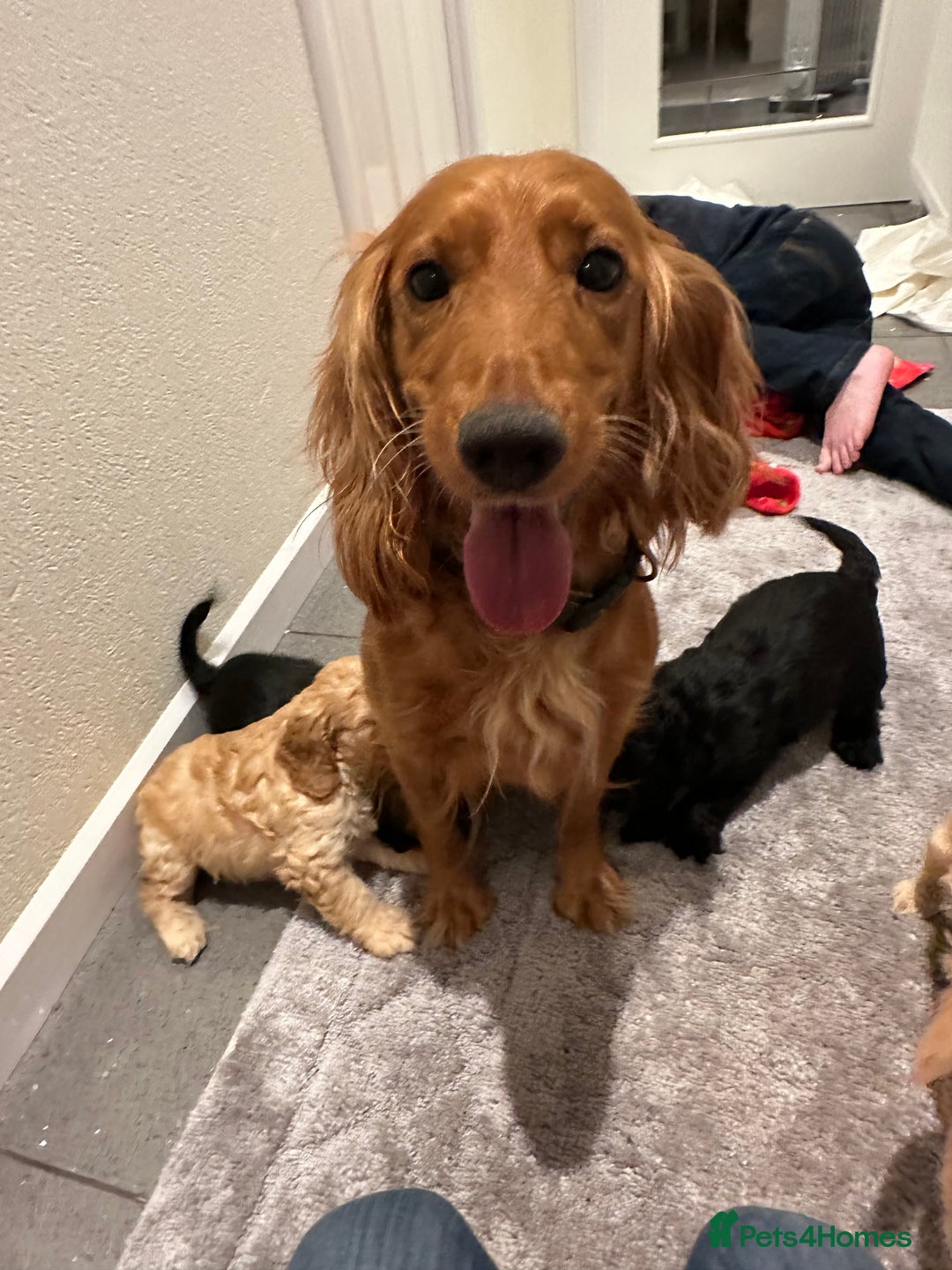 Cockapoo dogs for sale: Adorable beautiful f1 cockerpoo pups - Advert 22