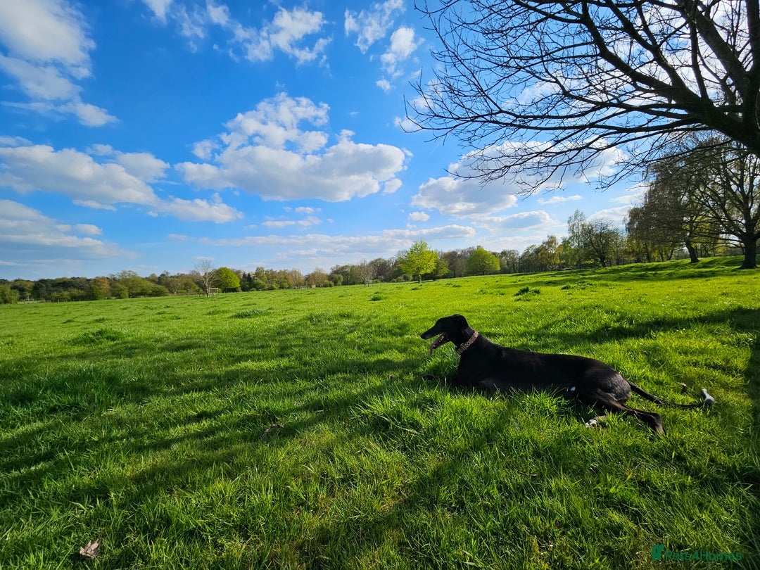 Greyhound dogs for sale: Male Greyhound for sale - Image 2