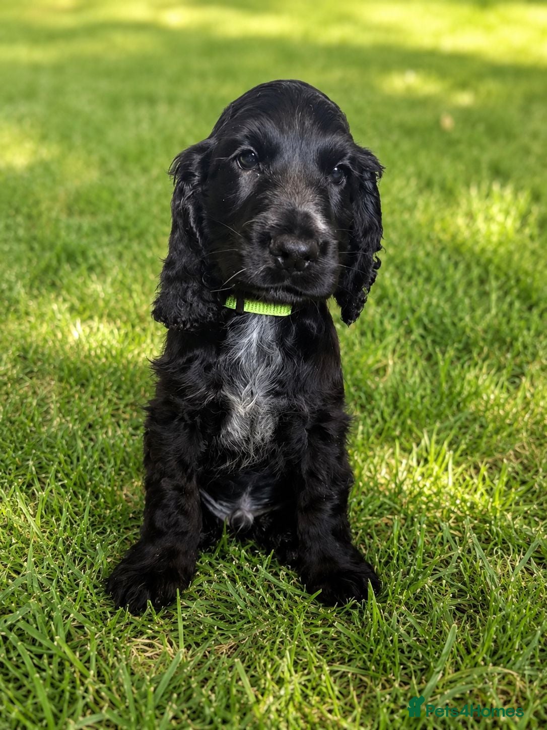 Cocker Spaniel dogs x2 Black Male Show Type Cocker Puppies  - Advert 1
