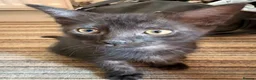 Mixed Breed cats for sale: Beautiful Ragdoll mix kittens. - Advert 35