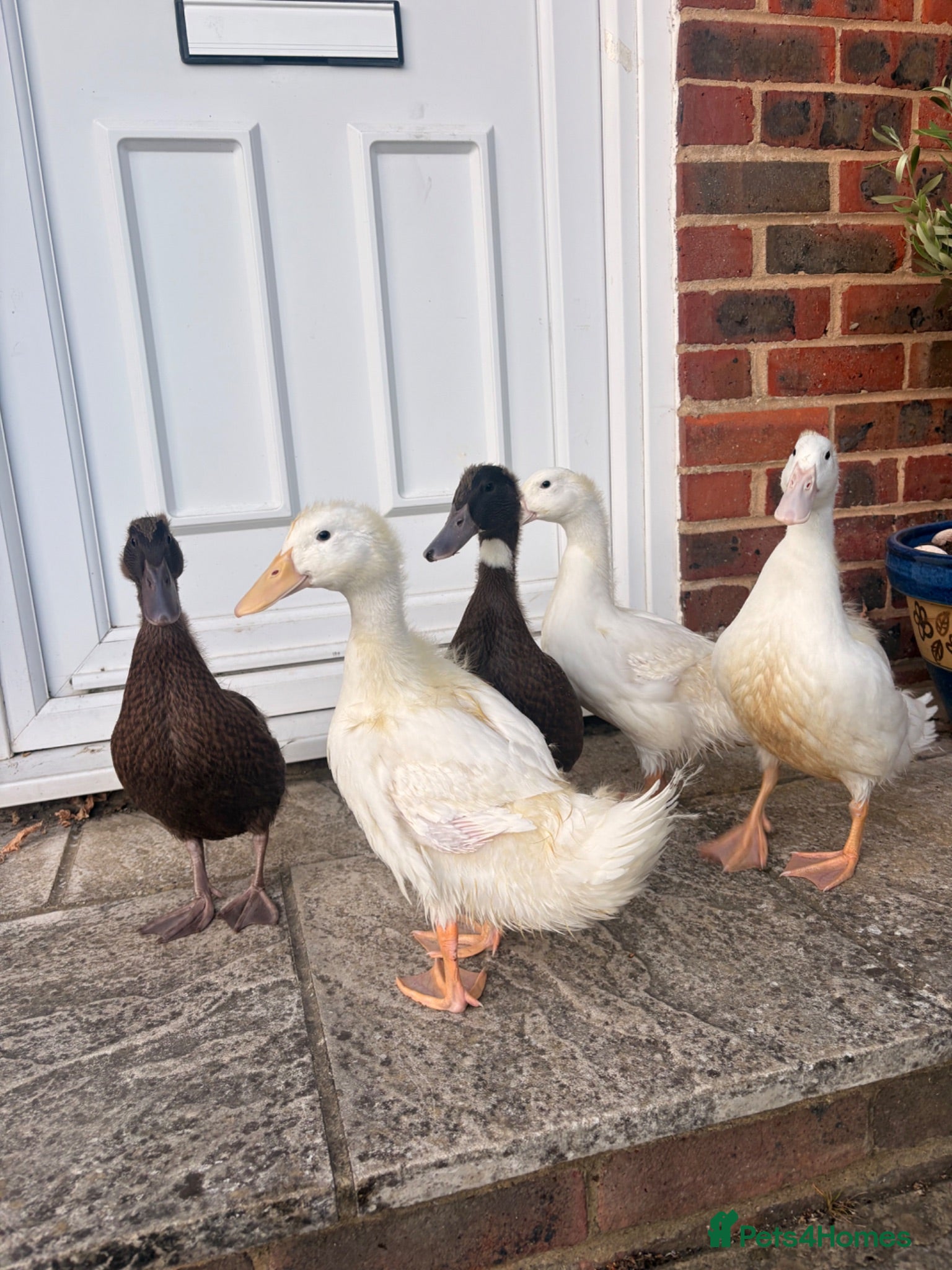 Ducks poultry Ducks - Advert 1