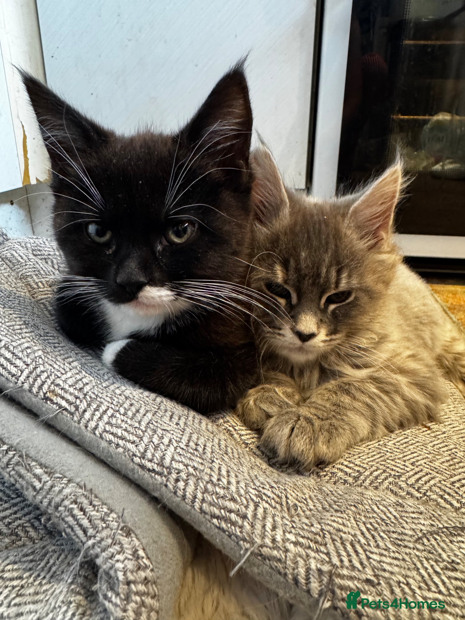 Maine Coon cats Beautiful Mainecoon kitten - Advert 14