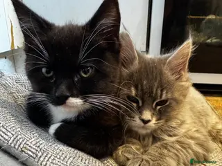 Maine Coon cats Beautiful Mainecoon kitten - Advert 14