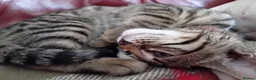 Bengal cats for sale: Bengal Kittens: Princess, Hunter & Friend - Advert 4