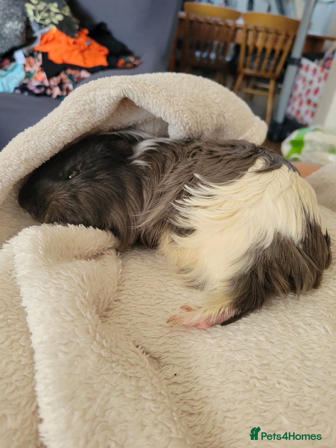 Guinea Pig rodents for sale: 4 mnth old male GPig with Cage, Food & Bedding - Advert 2