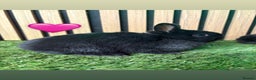 Netherland Dwarf rabbits for sale: 3 Black self Netherland Dwarf babies for sale - Advert 2