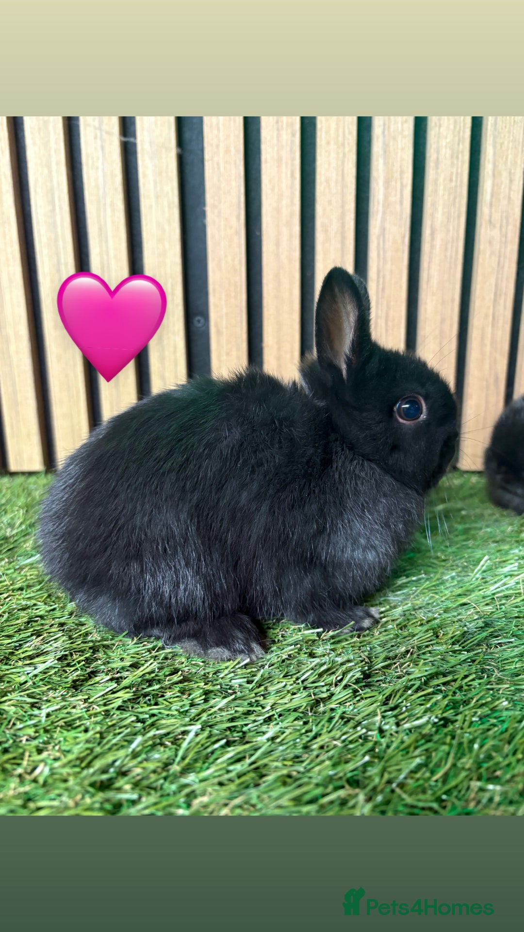 Netherland Dwarf rabbits for sale: 3 Black self Netherland Dwarf babies for sale - Advert 2