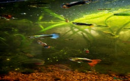 Live Bearers fish for sale: Guppy fry - Image 7