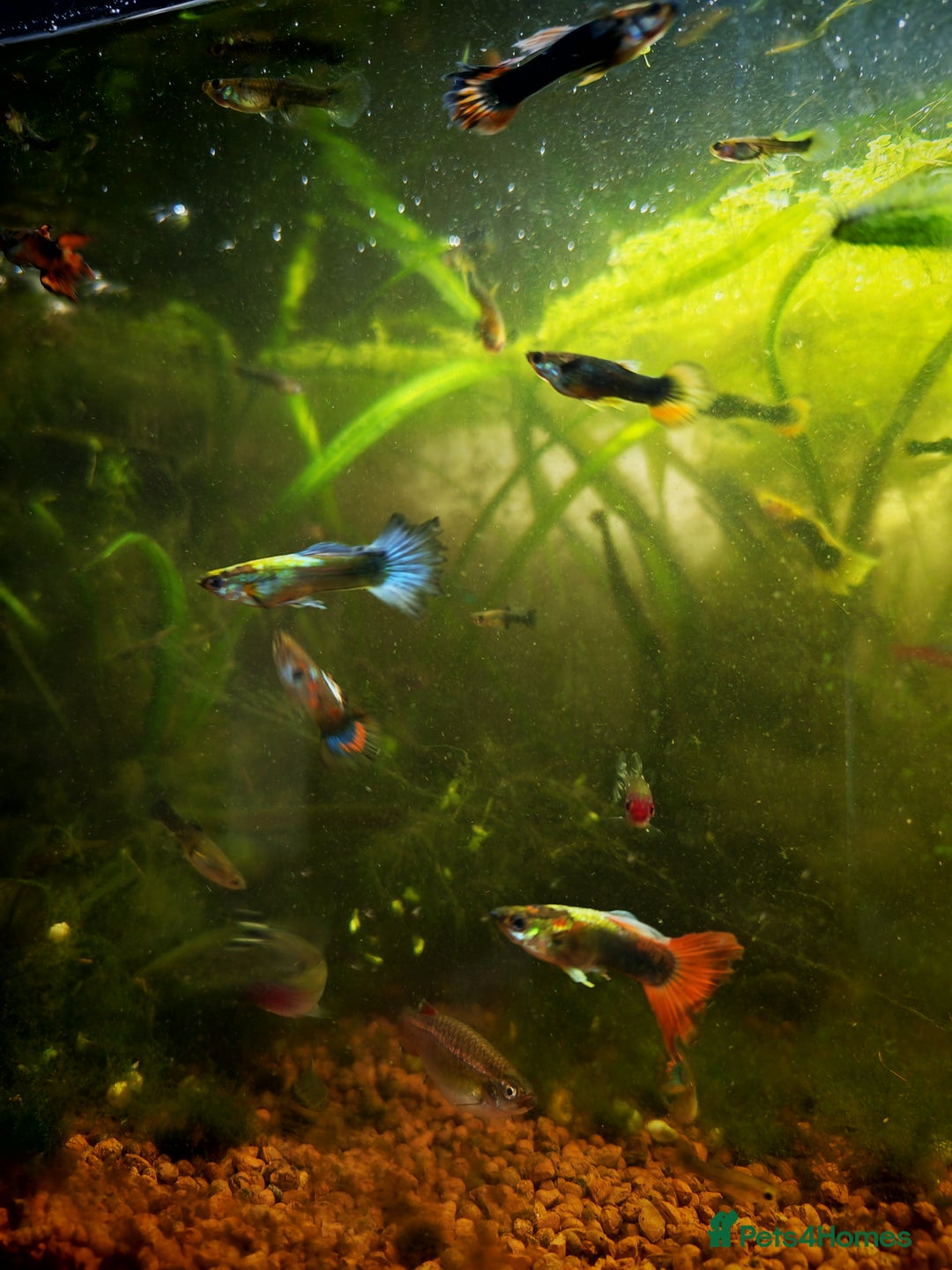 Live Bearers fish for sale: Guppy fry - Image 7