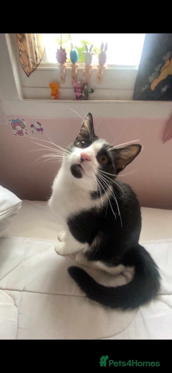 Mixed Breed cats Female 9 month old kitten - MALE KITTEN SOLD!!! - Advert 13