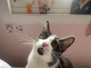 Mixed Breed cats Female 9 month old kitten - MALE KITTEN SOLD!!! - Advert 13