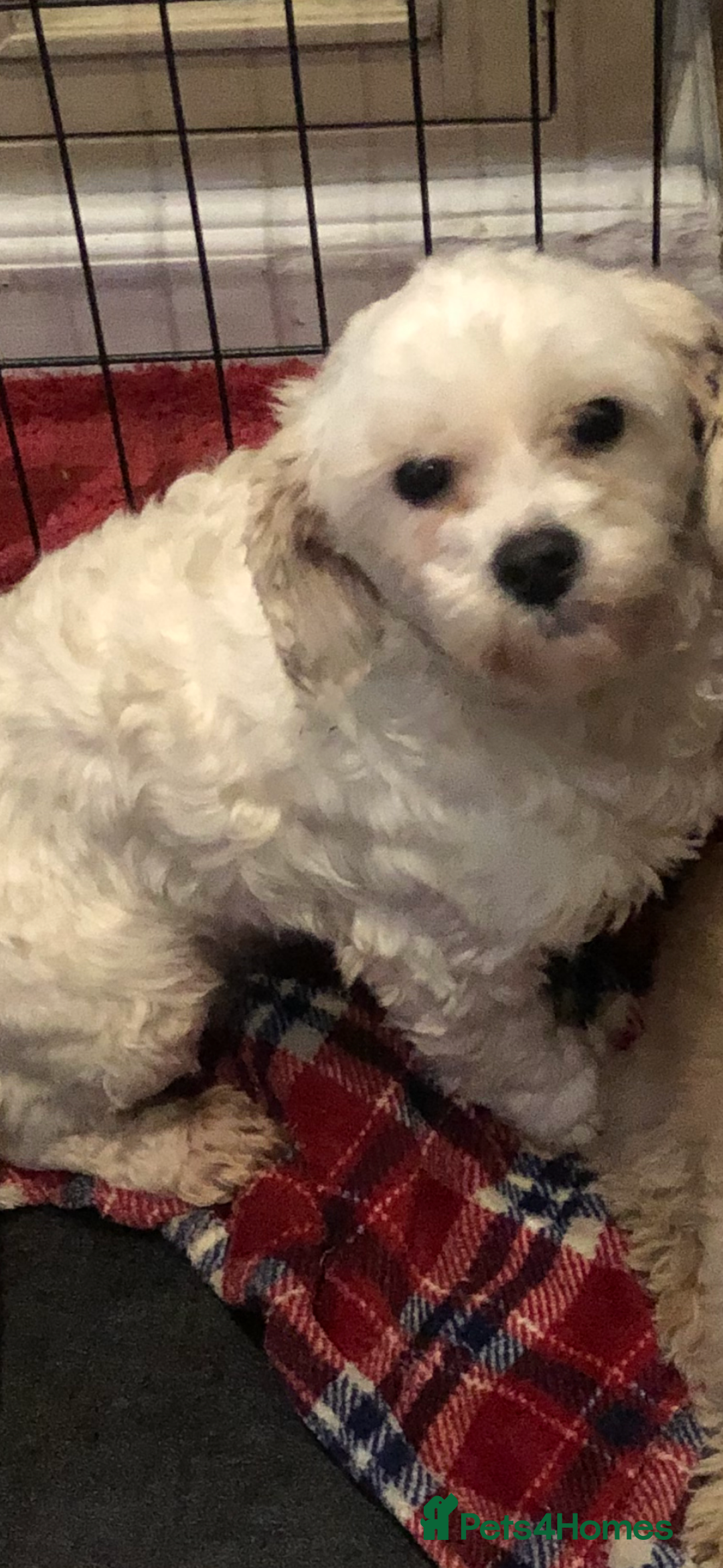 Maltipoo dogs for sale: Maltipoo puppies for sale  - Advert 10