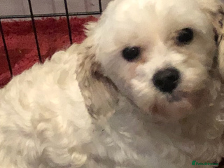 Maltipoo dogs Maltipoo puppies for sale - Advert 5