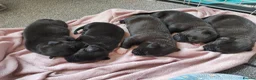 Mixed Breed dogs for sale: Gorgeous border collie cross goldador puppies  in Chippenham - Advert 31