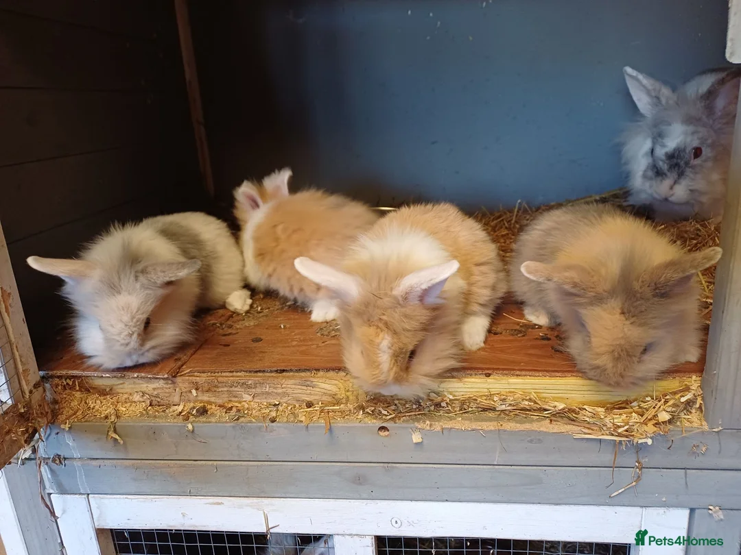 Lionhead rabbits for sale: Loinheads  - Advert 2
