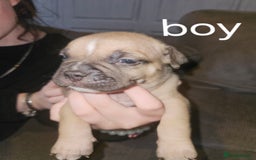 American Bully dogs for sale: Pocket bully puppies - Image 2
