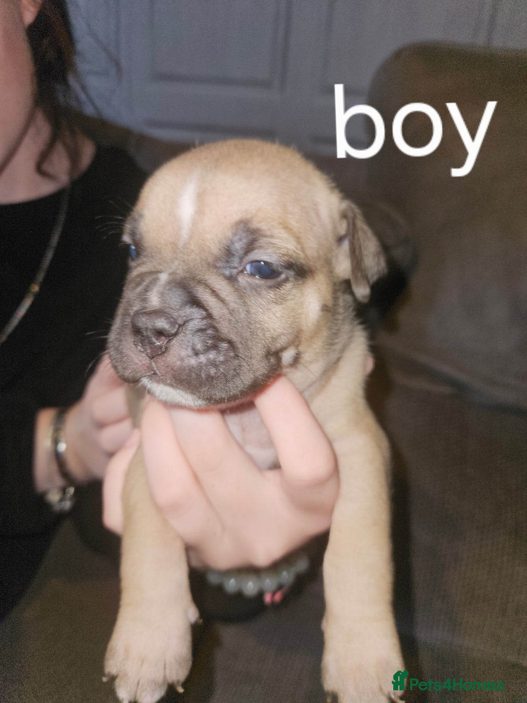 American Bully dogs for sale: Pocket bully puppies - Image 2