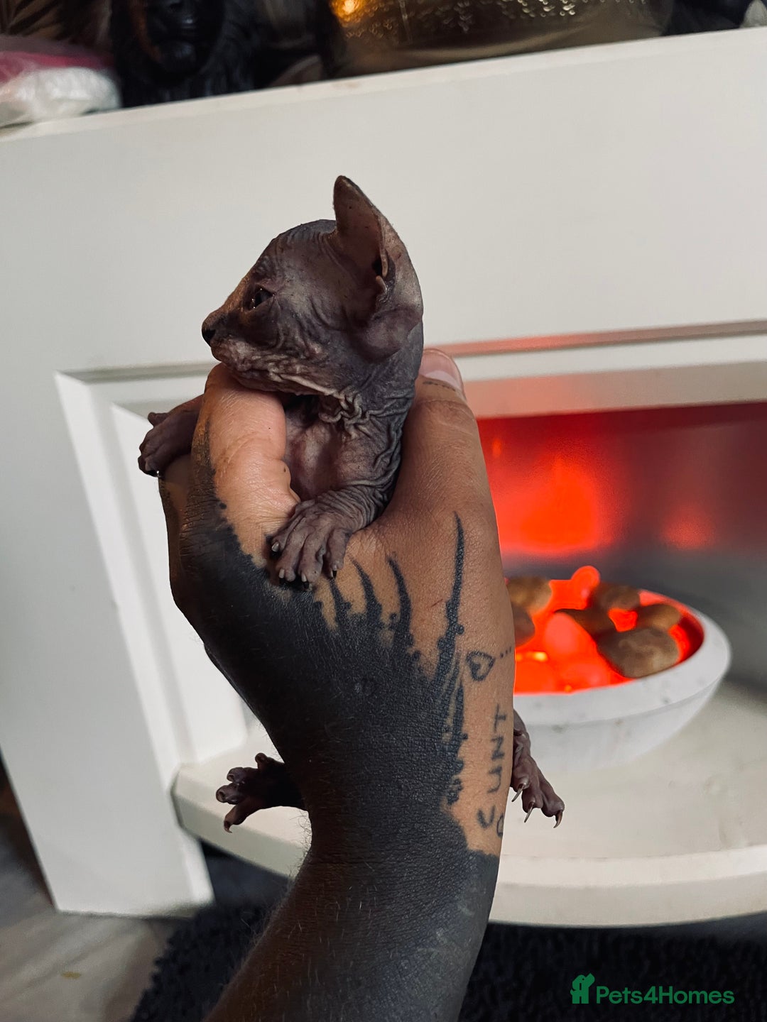 Sphynx cats for sale: Stunning Canadian sphynx kittens - Image 13