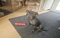 Staffordshire Bull Terrier dogs for sale: Blue staffordshire bull terriors - Image 9