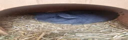 Mini Lop rabbits for sale: Beautiful Mini Lop Does - Advert 16