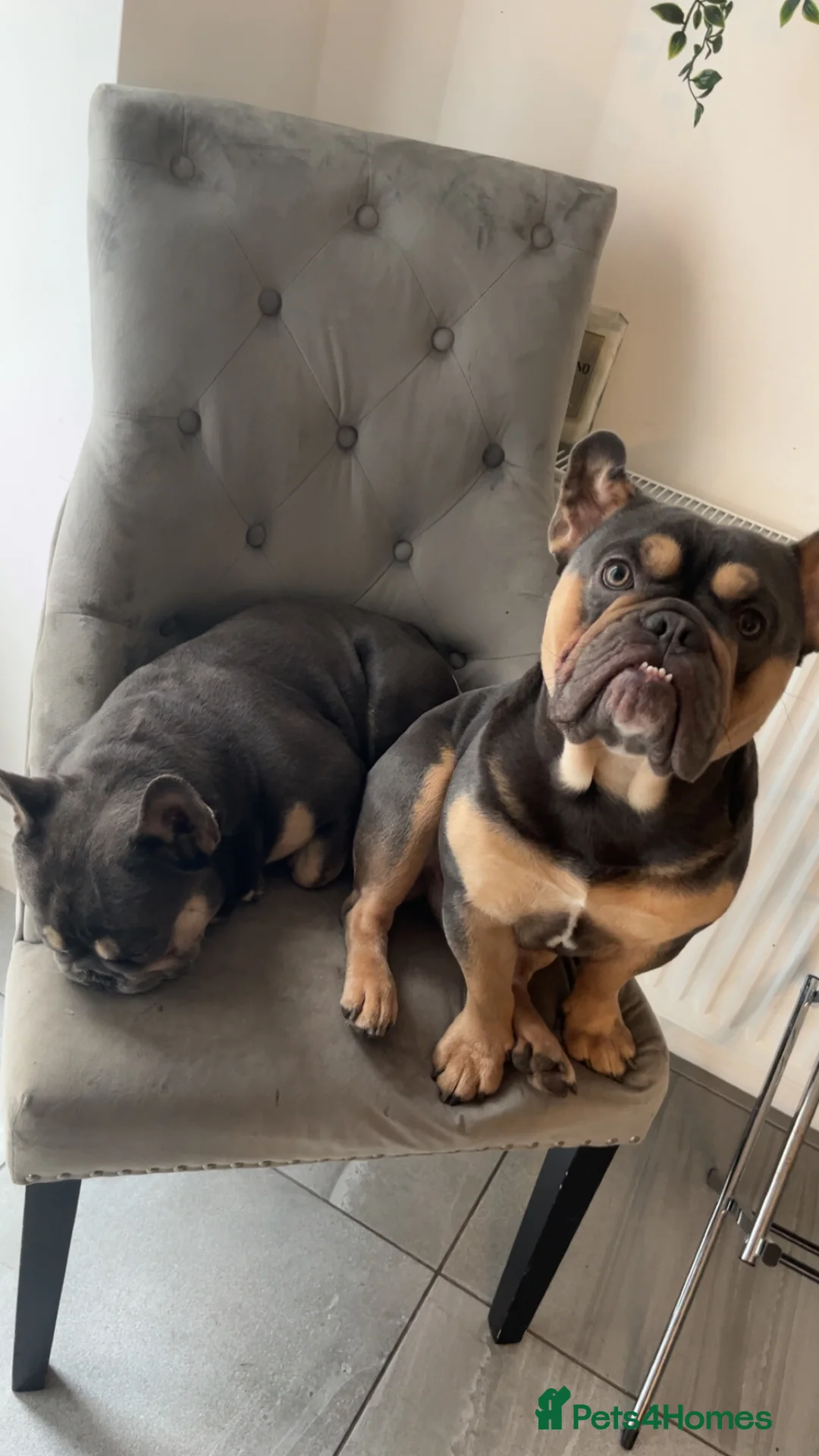 Mixed Breed dogs for sale: Beautiful 15 month old French x English bulldog  - Advert 2
