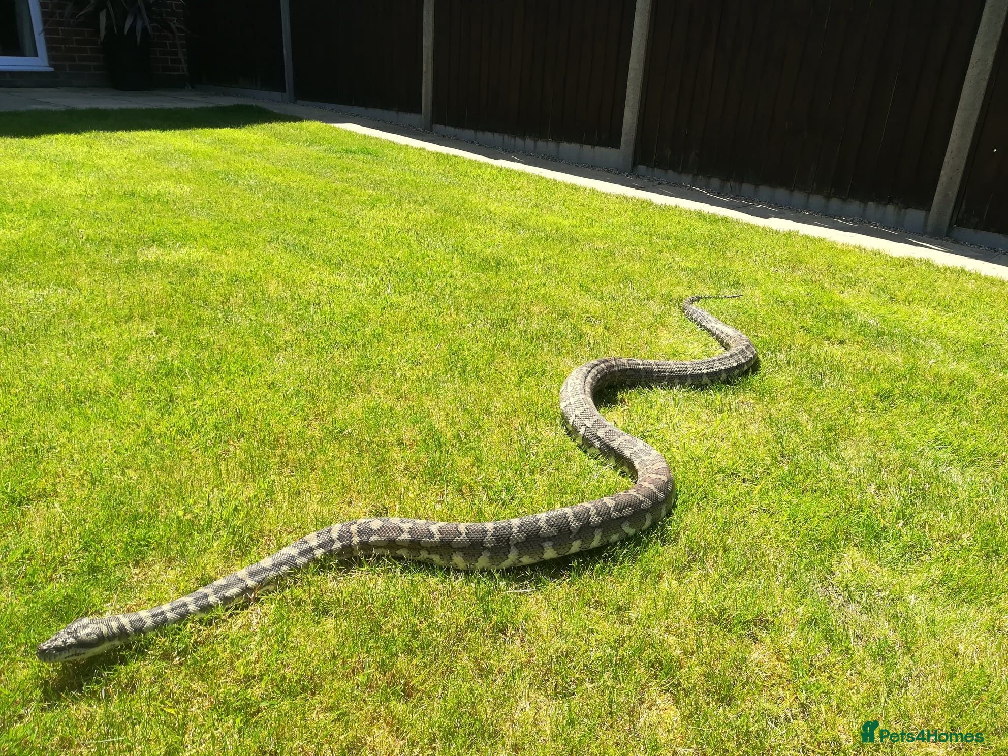 Python Snake reptiles Adult Coastal Carpet Python with Vivarium&Cabinet - Advert 1