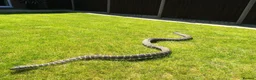 Python Snake reptiles for sale: Adult Coastal Carpet Python with Vivarium&Cabinet - Advert 1