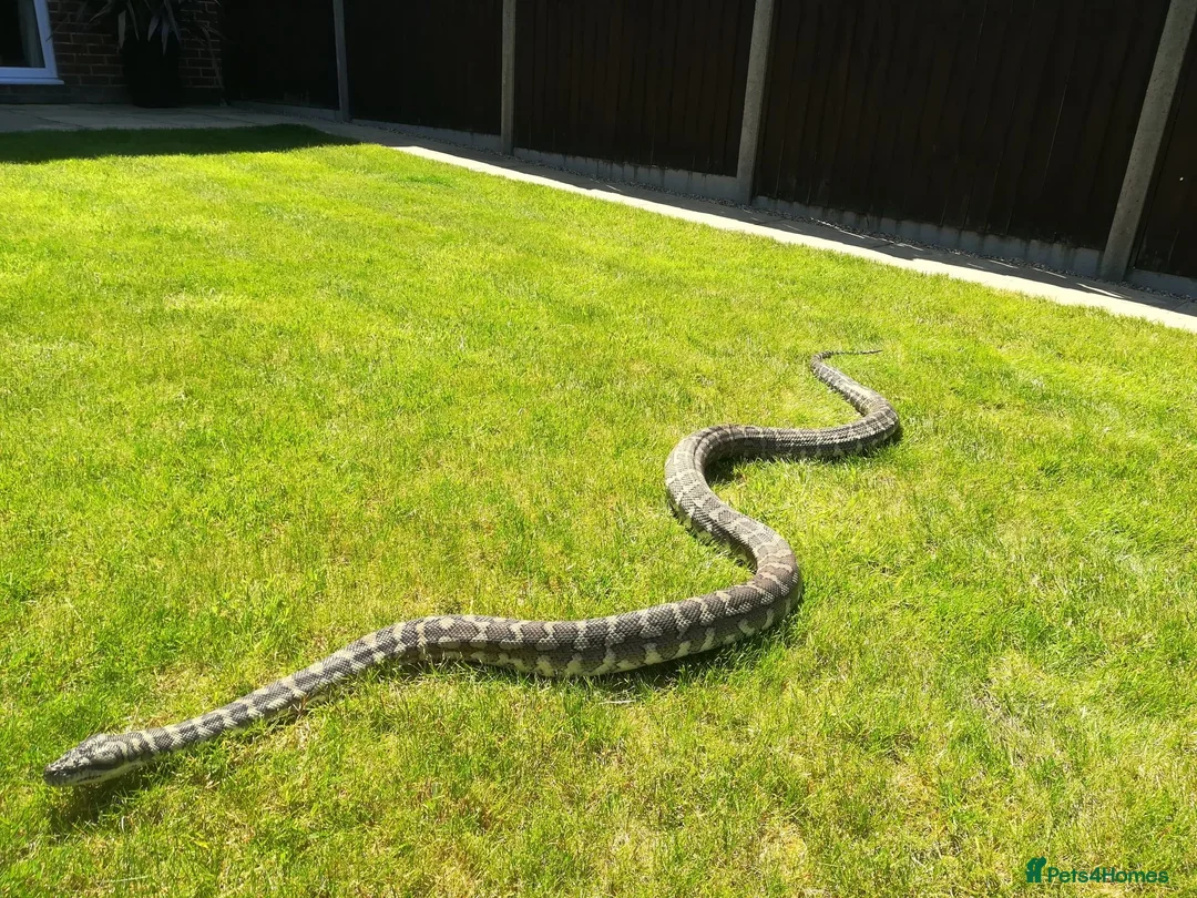Python Snake reptiles for sale: Adult Coastal Carpet Python with Vivarium&Cabinet - Advert 1