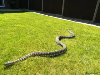 Python Snake reptiles Adult Coastal Carpet Python with Vivarium&Cabinet - Advert 1